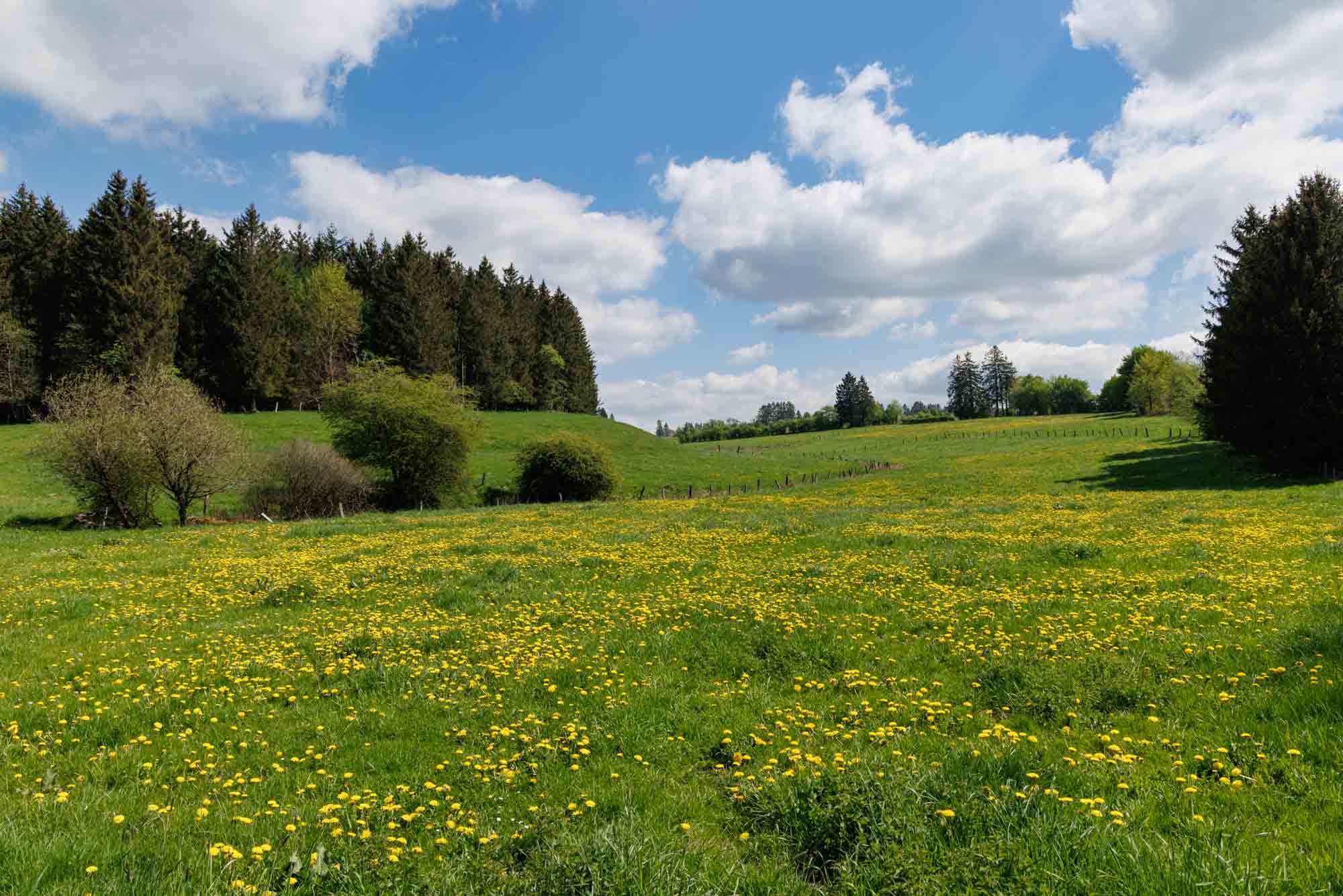 Printemps à Bütgenbach avec prairie fleurie et collines verdoyantes sous un ciel bleu
