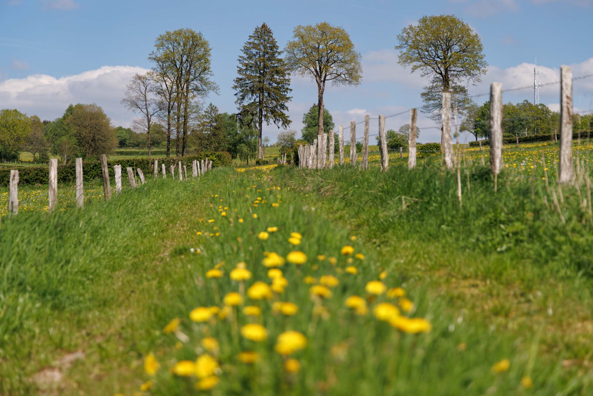 Amblève avec chemin verdoyant bordé de clôtures et fleurs jaunes au printemps