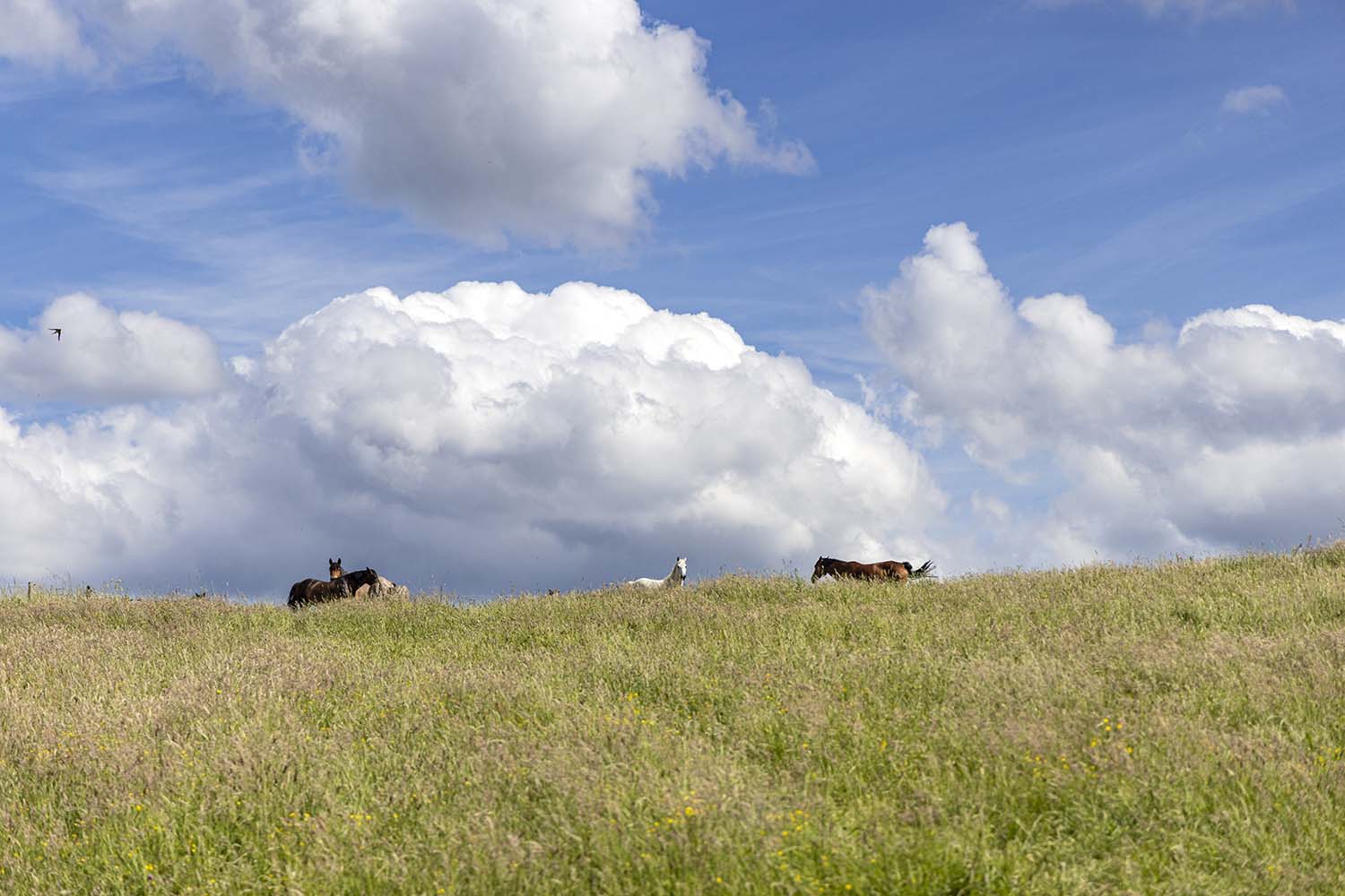 Chevaux dans les prairies vallonnées d’Aywaille